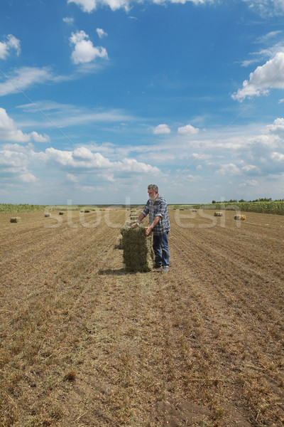 Bale of hay in field and farmer Stock photo © simazoran