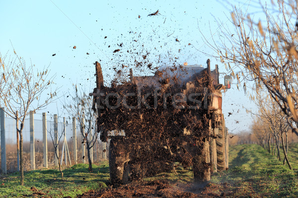 Mezőgazdaság tehén traktor nyom mogyoró gyümölcsös Stock fotó © simazoran