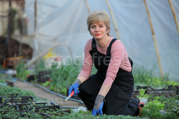 Agriculture, female farmer in greenhouse Stock photo © simazoran