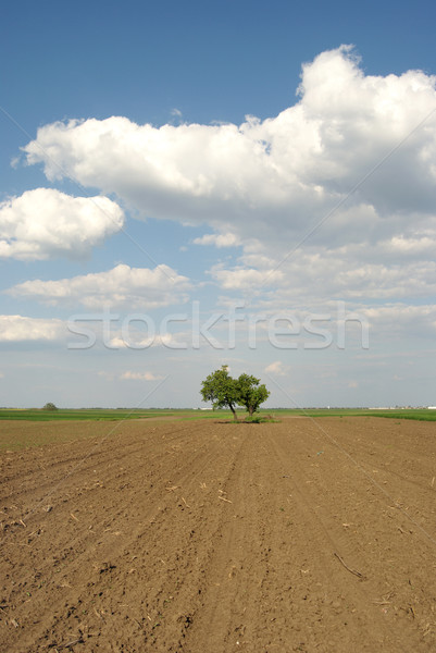 Foto stock: Agricultura · campo · blue · sky · nuvens · primavera · céu