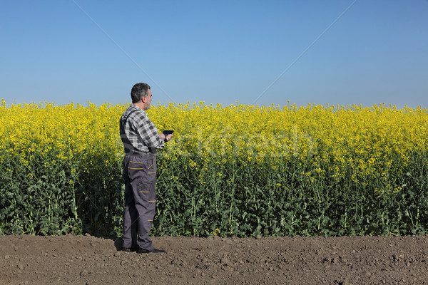 Farmer examine blossoming rapeseed field Stock photo © simazoran