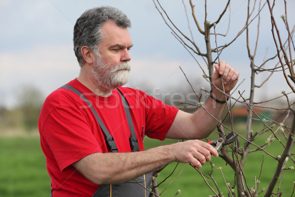 [[stock_photo]]: Agriculture · verger · adulte · homme · arbre · mise · au · point · sélective