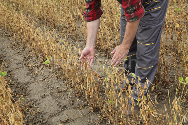 Farmer examining soy bean plants field Stock photo © simazoran