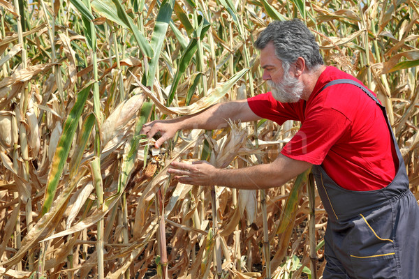 Agricultural scene, farmer or agronomist inspect damaged corn fi Stock photo © simazoran
