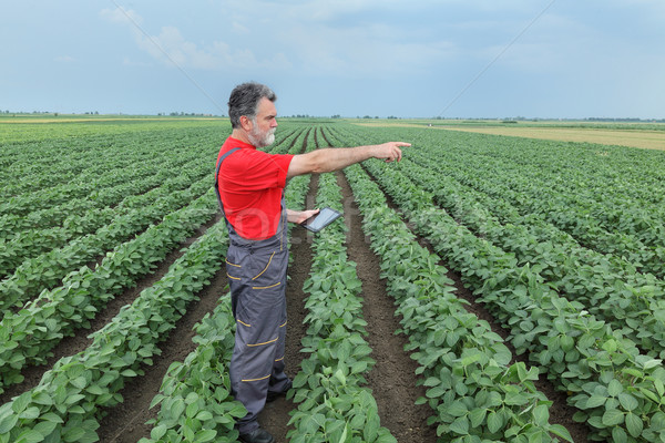 Farmer or agronomist in soy bean field with tablet Stock photo © simazoran