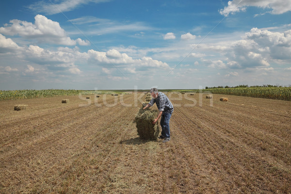Bale of hay in field and farmer Stock photo © simazoran