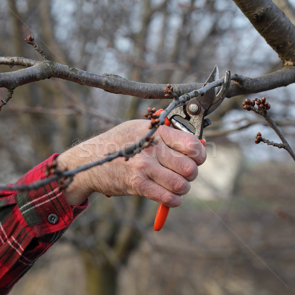 Agriculture, pruning in orchard Stock photo © simazoran