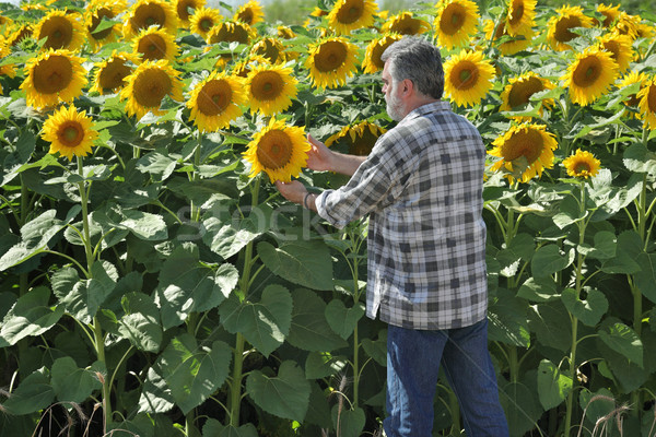 Stock foto: Landwirt · Sonnenblumen · Bereich · Anlage · Blume