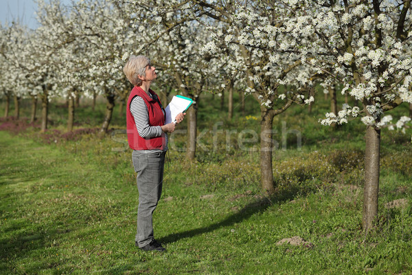 Foto stock: Agricultor · ciruela · árboles