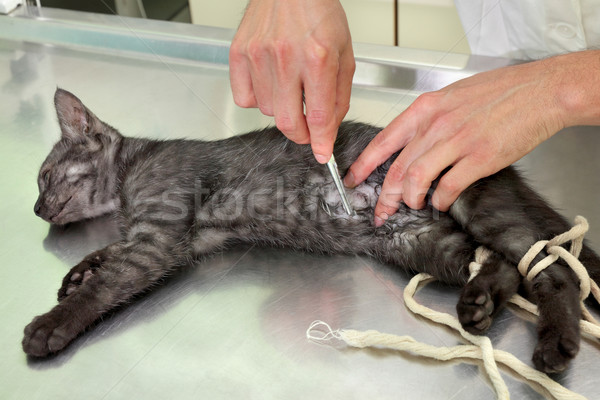 Veterinar pisică chirurgie animal anestezie om Imagine de stoc © simazoran
