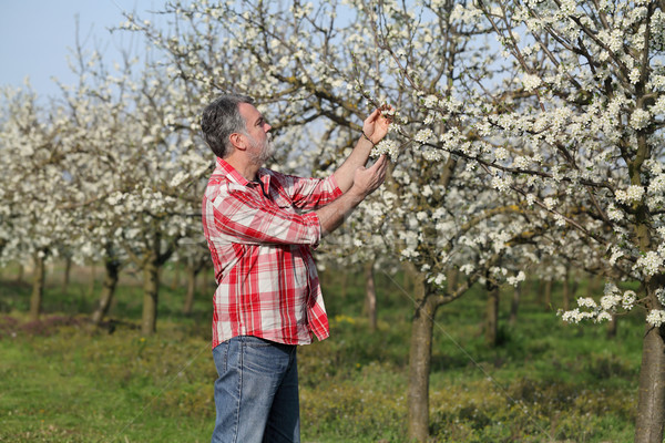 Farmer or agronomist in blossoming plum orchard Stock photo © simazoran