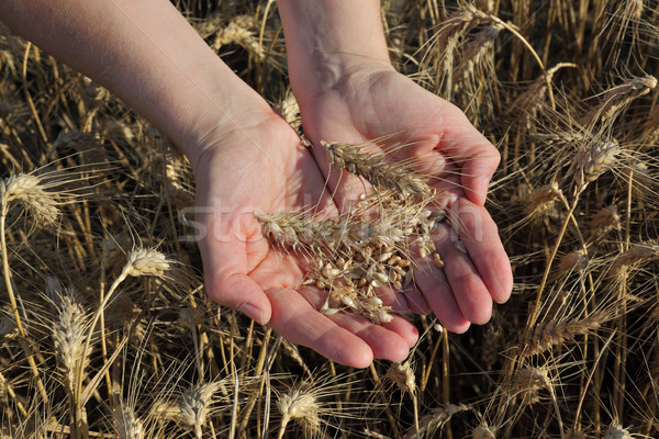 Agriculture, agronomist examine wheat field Stock photo © simazoran