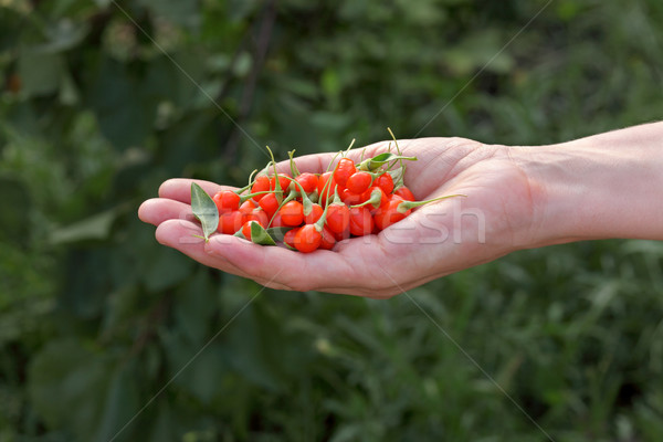 Agriculture, goji berry fruit Stock photo © simazoran