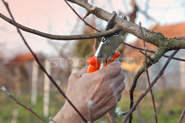 Landwirtschaft Obstgarten Baum selektiven Fokus Hand Mann Stock foto © simazoran