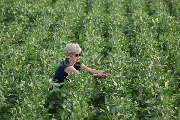 Farmer examining soy bean plants field Stock photo © simazoran