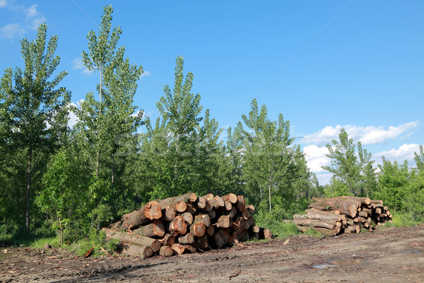 пиломатериалов промышленности куча древесины весны Сток-фото © simazoran