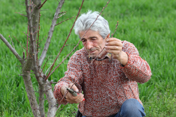 Worker pruning tree in orchard, agriculture Stock photo © simazoran