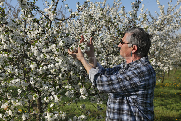 Farmer or agronomist in blossoming plum orchard Stock photo © simazoran