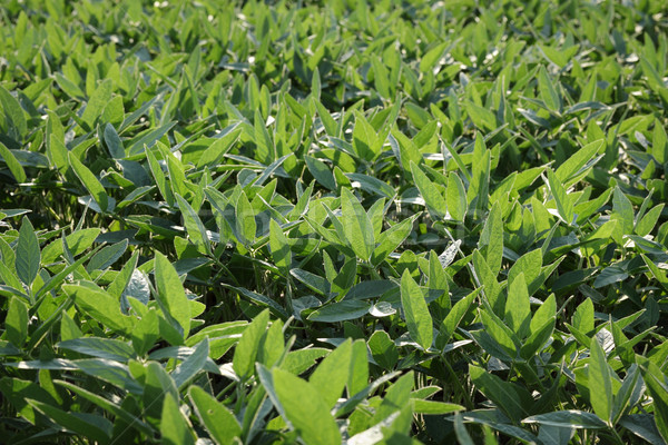 Green cultivated soybean plants in field Stock photo © simazoran