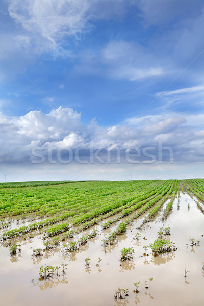 Agriculture Stock photo © simazoran