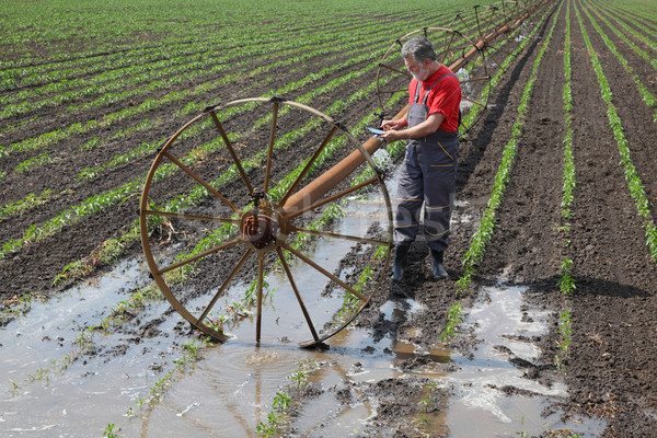 Agricultural scene, farmer or agronomist inspect paprika field Stock photo © simazoran