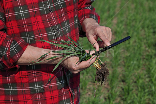 Agriculture, farmer examine wheat plant in field Stock photo © simazoran