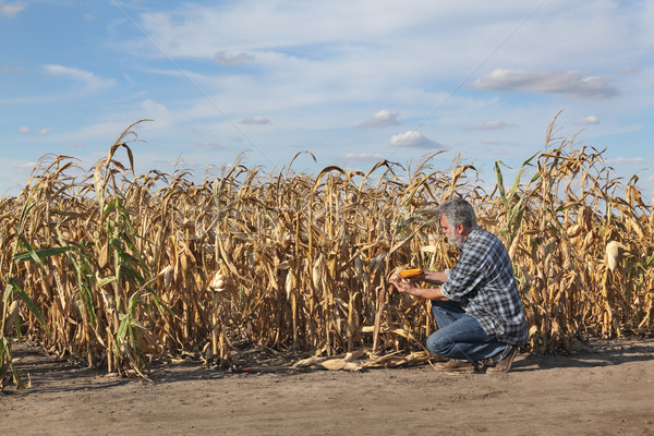 Landbouwer onderzoeken mais gewas veld plant Stockfoto © simazoran