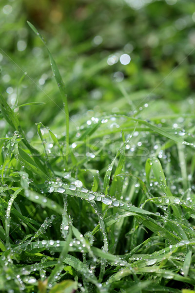 Frühling Foto grünen Gras Regen Tropfen Stock foto © simazoran