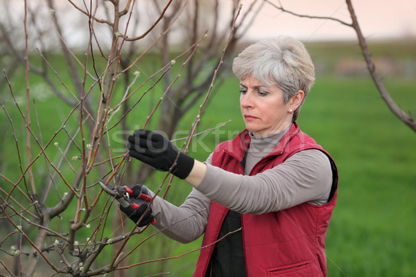 Agriculture, pruning in orchard Stock photo © simazoran