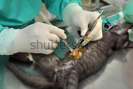 獸醫 瞼 手術 年輕 眼 血 商業照片 © simazoran
