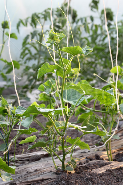Mezőgazdaság növekedés uborka növény palánták üvegház Stock fotó © simazoran