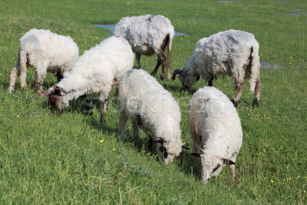 Agricultura ovejas comer hierba pradera granja Foto stock © simazoran