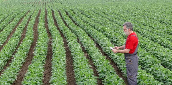 Farmer or agronomist in soy bean field with tablet Stock photo © simazoran