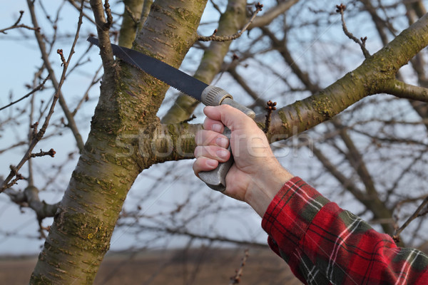 Agriculture, pruning in orchard Stock photo © simazoran