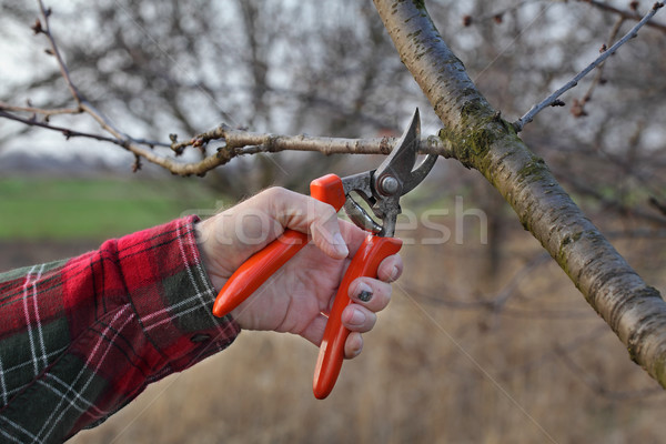 Agriculture, pruning in orchard Stock photo © simazoran