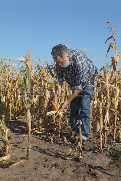 Agricultural scene, farmer or agronomist inspect damaged corn fi Stock photo © simazoran