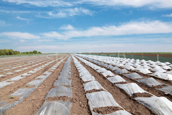 Stock photo: Agriculture