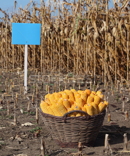 收成 實驗的 玉米 場 準備 商業照片 © simazoran