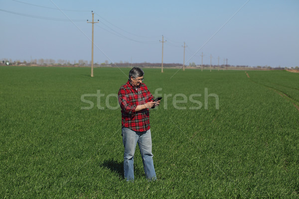 Agriculture, farmer examine wheat plant in field Stock photo © simazoran