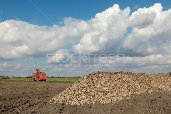 Agriculture, sugar beet, root harvesting in field Stock photo © simazoran