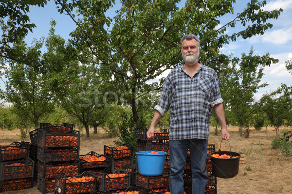 Agriculture, farmer in apricot orchard Stock photo © simazoran