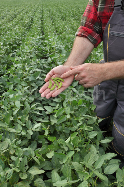 Farmer examining soy bean crop in field Stock photo © simazoran