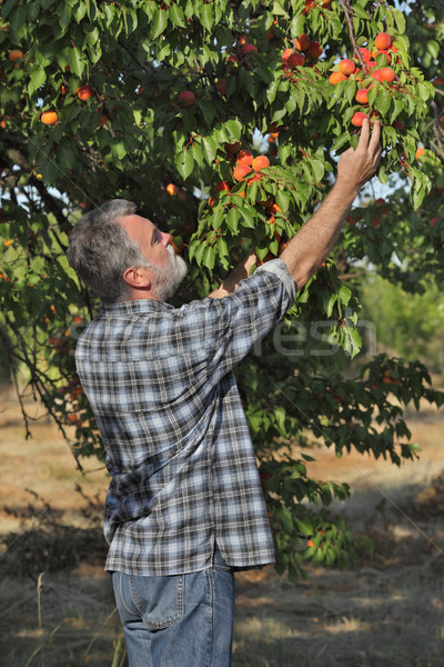 Farmer picking apricot fruit in orchard Stock photo © simazoran