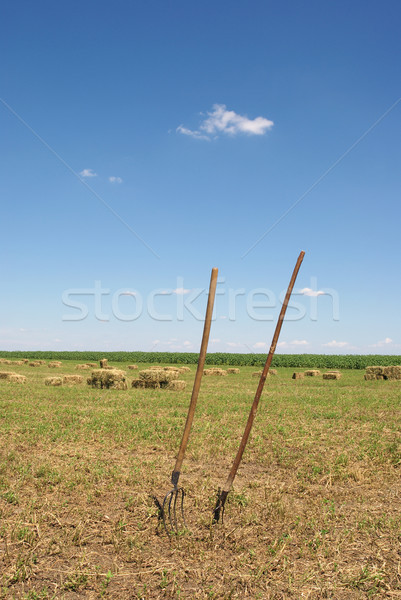 Agriculture trèfle domaine très tôt été récolte [[stock_photo]] © simazoran