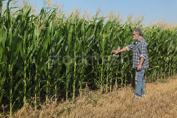 Agricultural scene, farmer examining green corn field Stock photo © simazoran