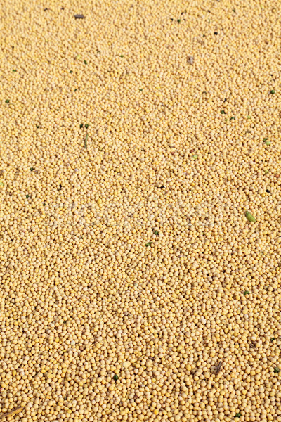 Soybeans Stock photo © simazoran