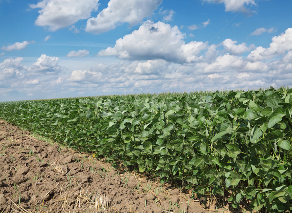 Mezőgazdaság szója mező növény kék ég fehér Stock fotó © simazoran