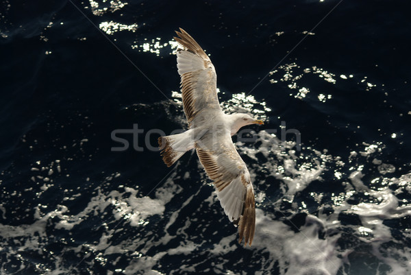 Seagull Stock photo © simazoran