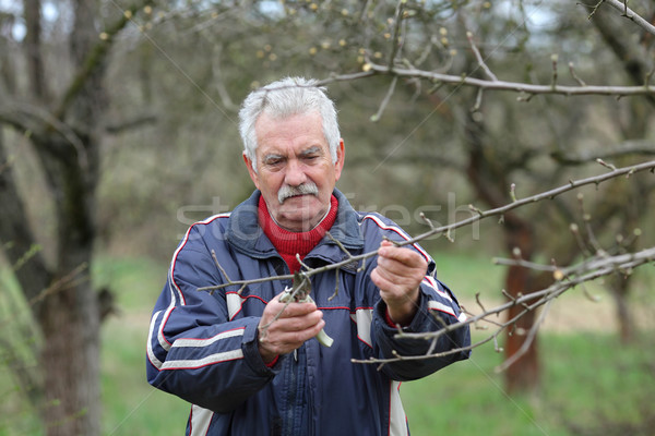 Agriculture, pruning in orchard, senior man working Stock photo © simazoran