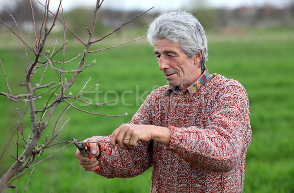 Worker pruning tree in orchard, agriculture Stock photo © simazoran